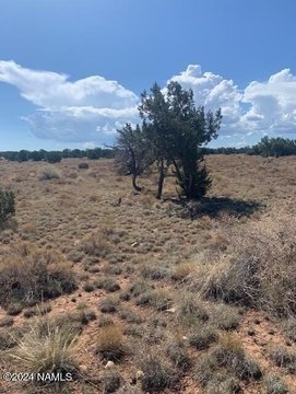 Land in Williams, Arizona