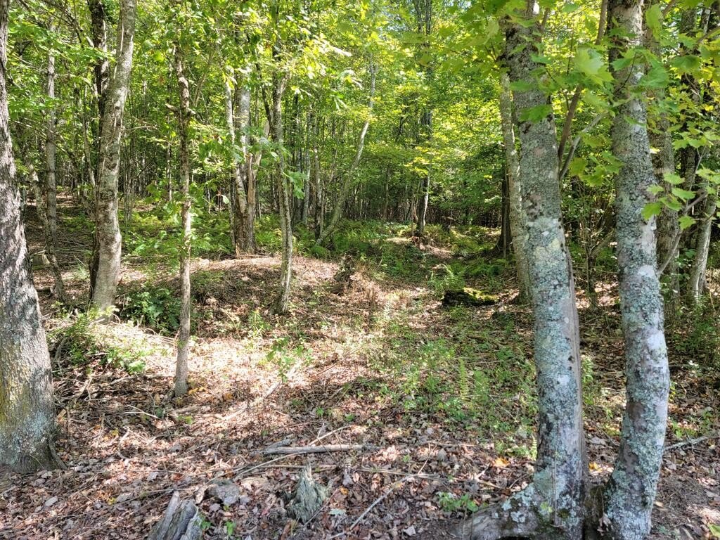 Picture 8