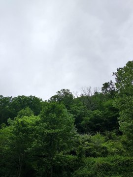 Hunting Land in Davy, WV