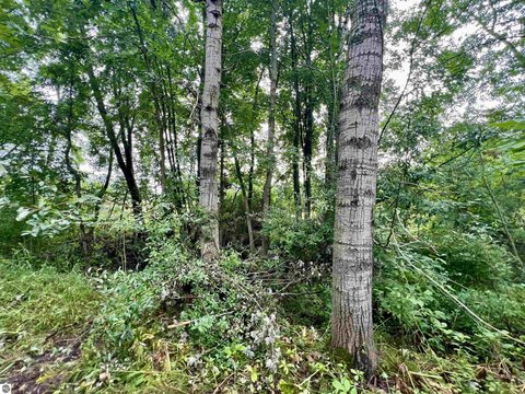 Vacant Lot/Land, Stanton, MI