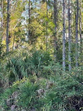 Acreage Land with Wetland Areas