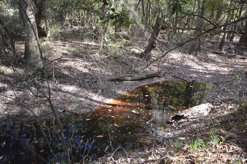 Kirbyville Timber Land Opportunity