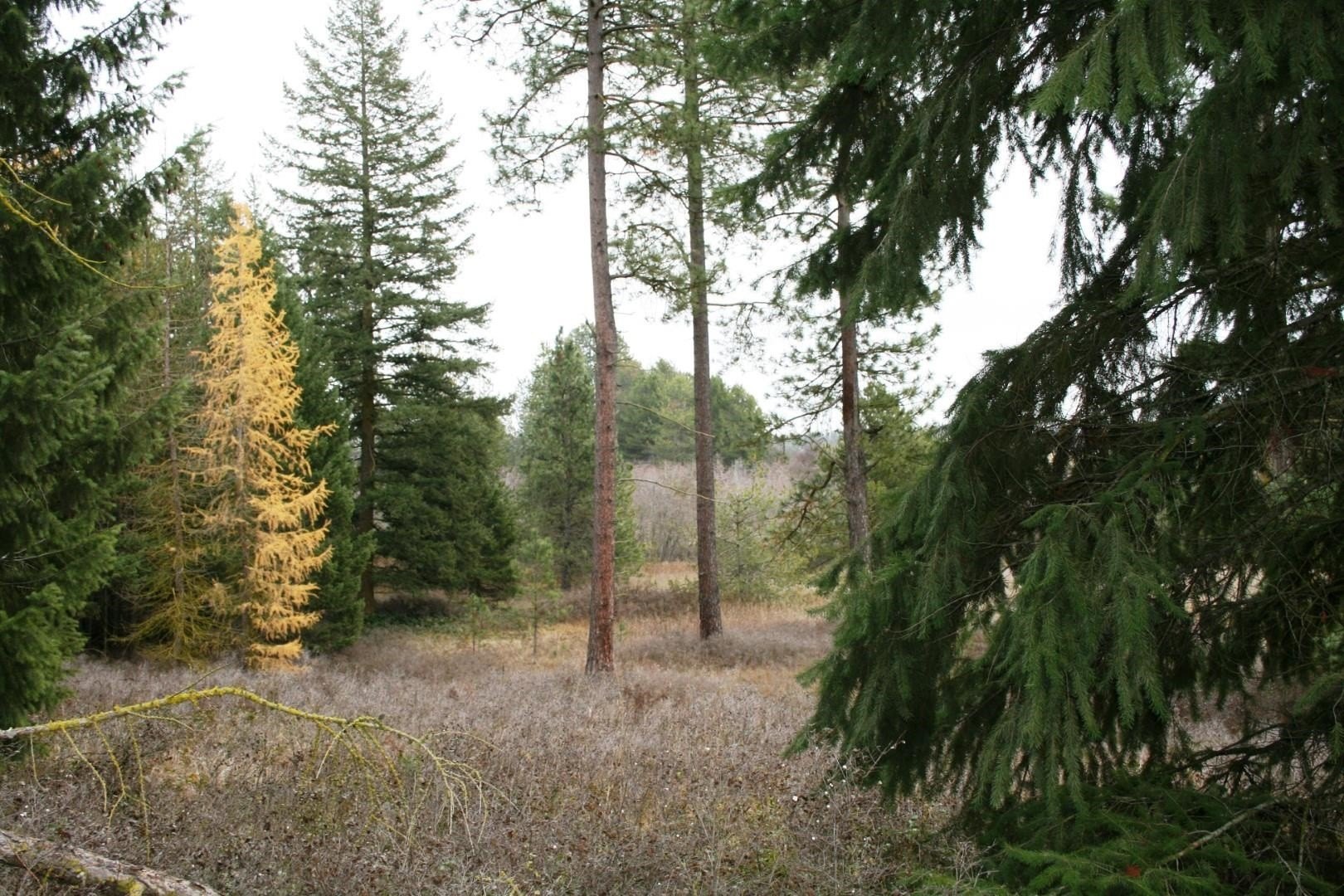 10 Acres Building Site