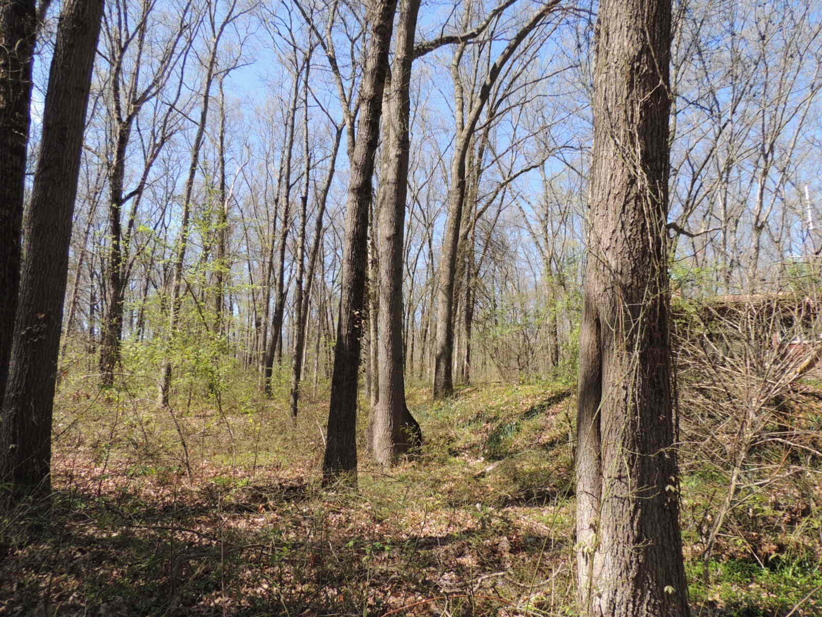 9.1 Acres Wooded Land Parcel