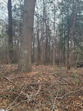 Residential Land Near Downtown Greenville