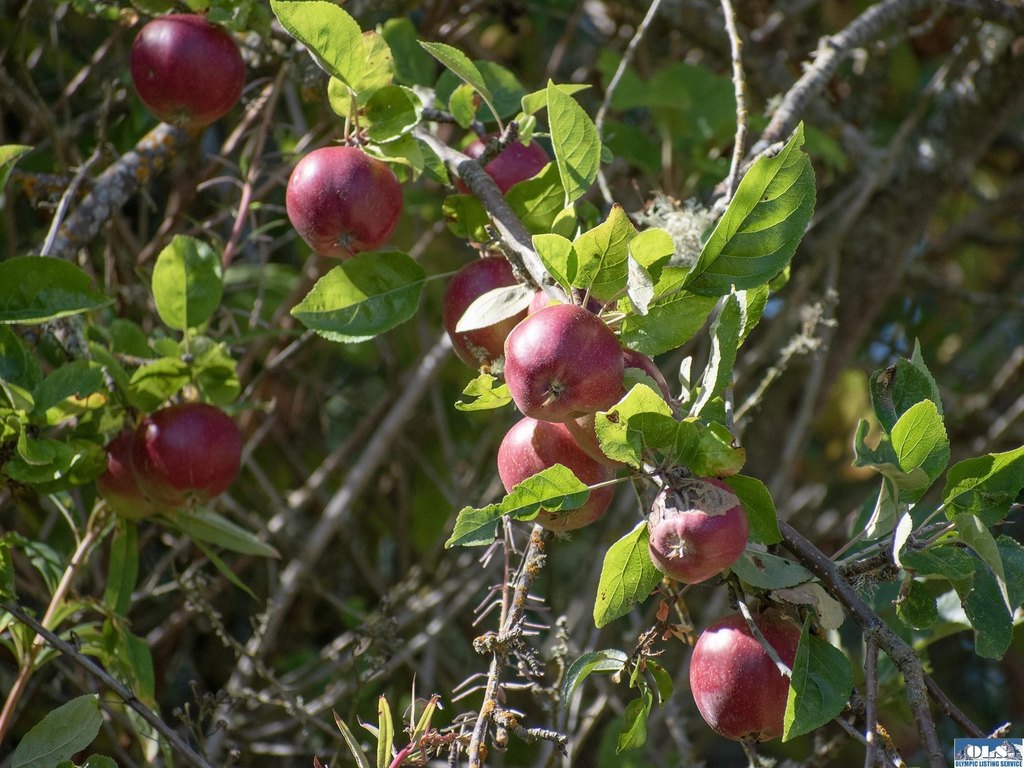 Picture 35