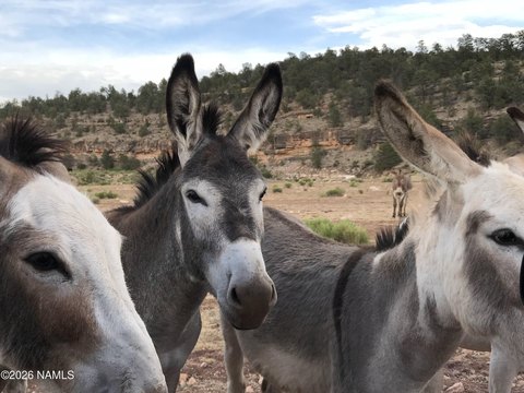 20 Acres in Williams, AZ