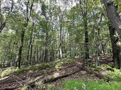 LAND - Terra Alta, WV