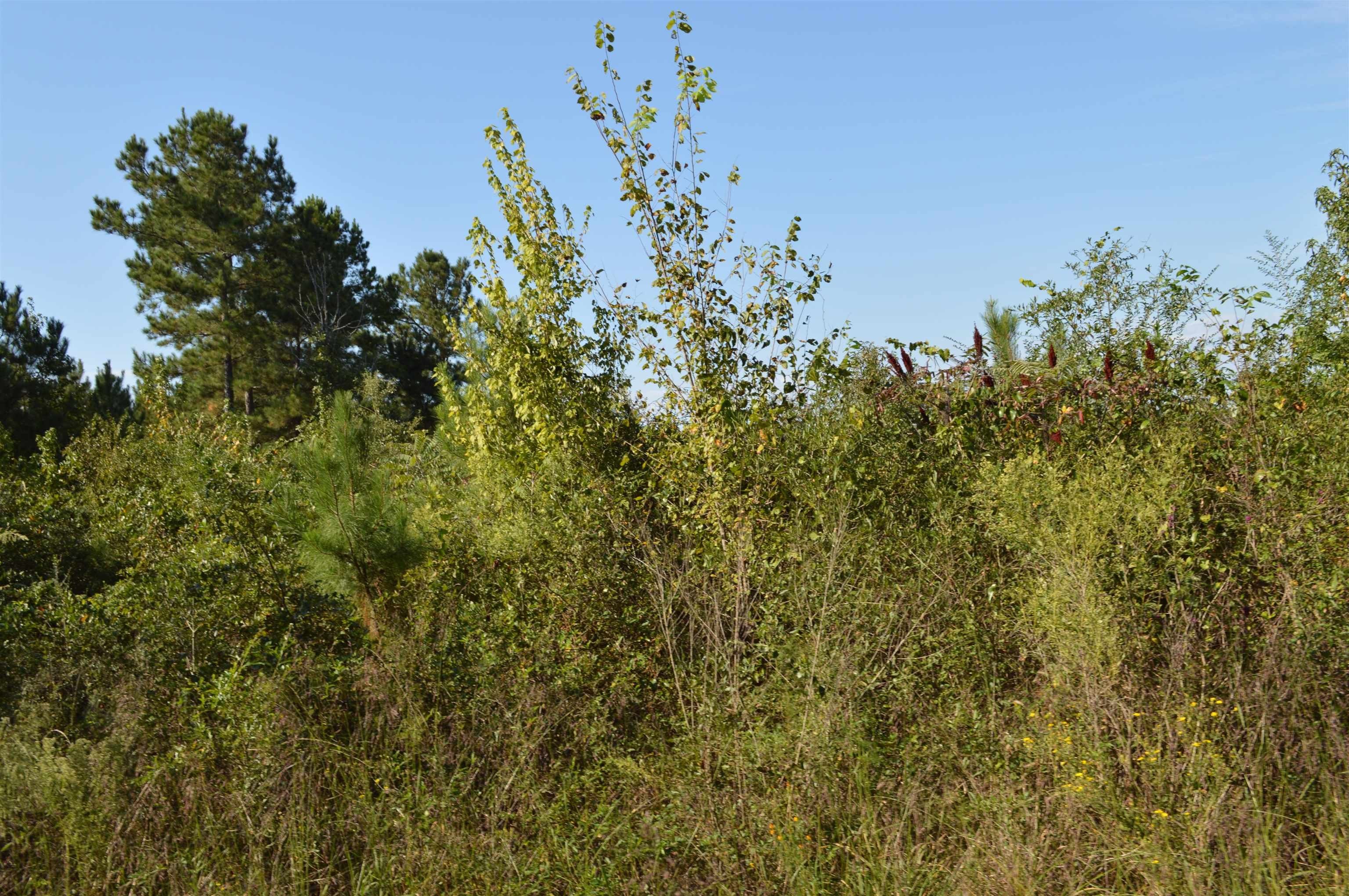 19 Acres Land in Jefferson