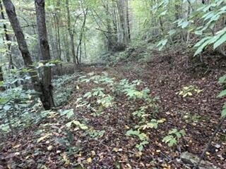 Hunting Land with Timber Regrowth