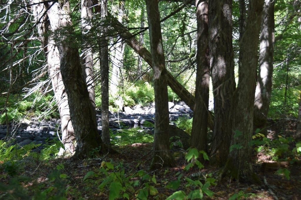 Picture 8