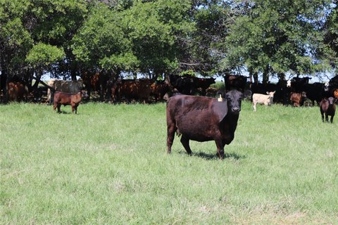 80 Acres Ranch in Henrietta, TX
