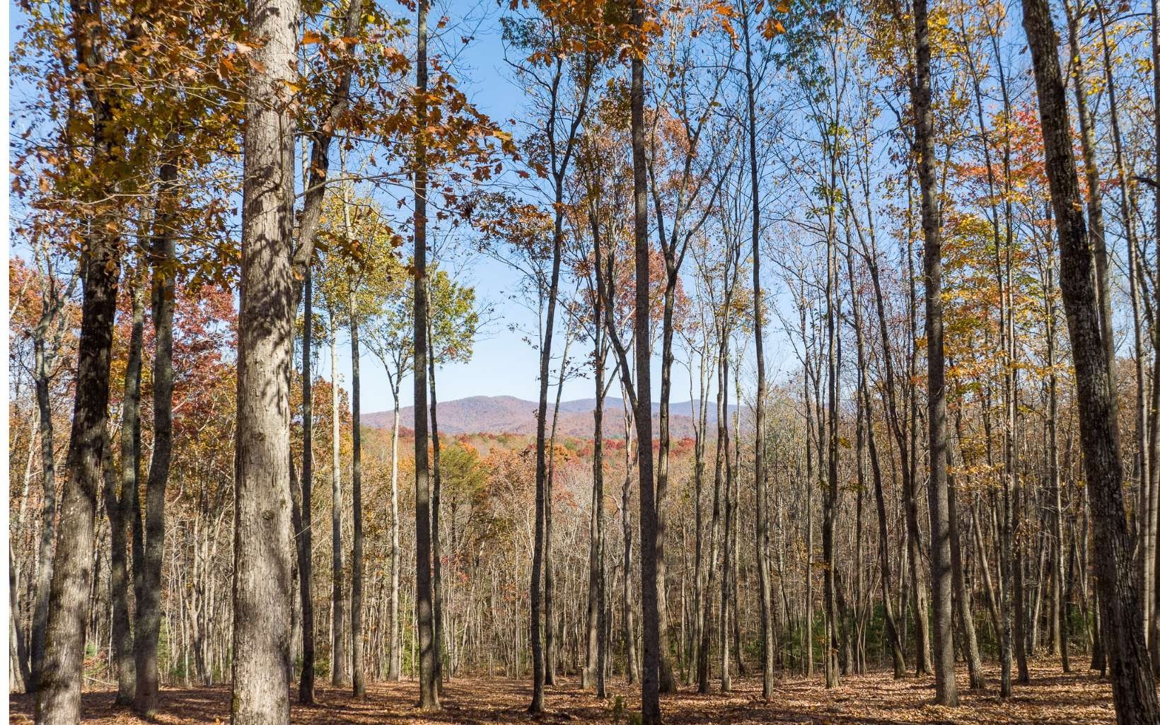 Ellijay Land with Mountain Views