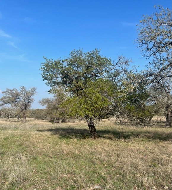 Picture 29