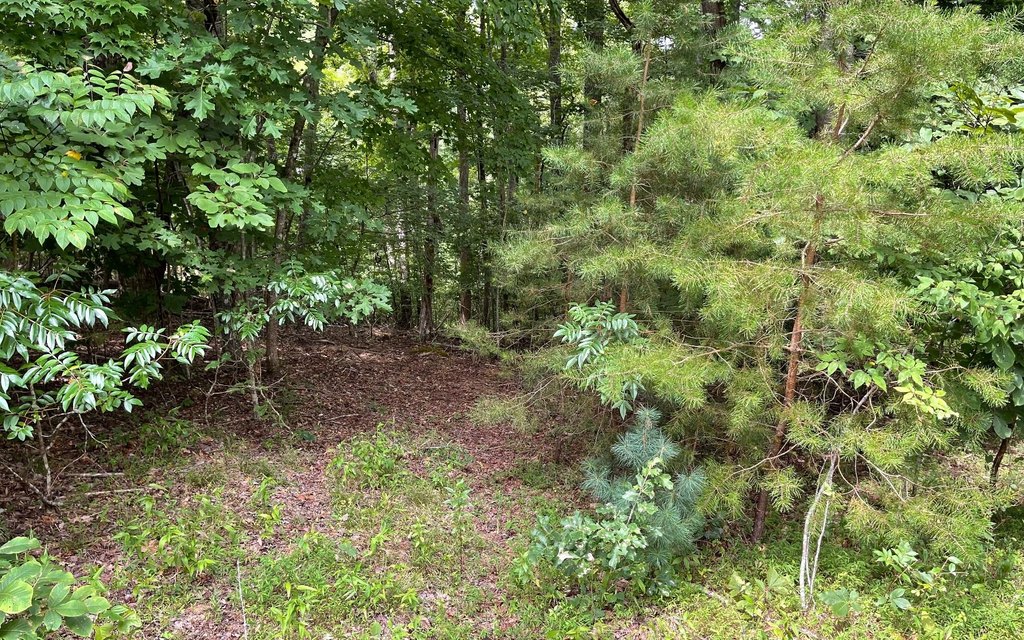 Picture 8