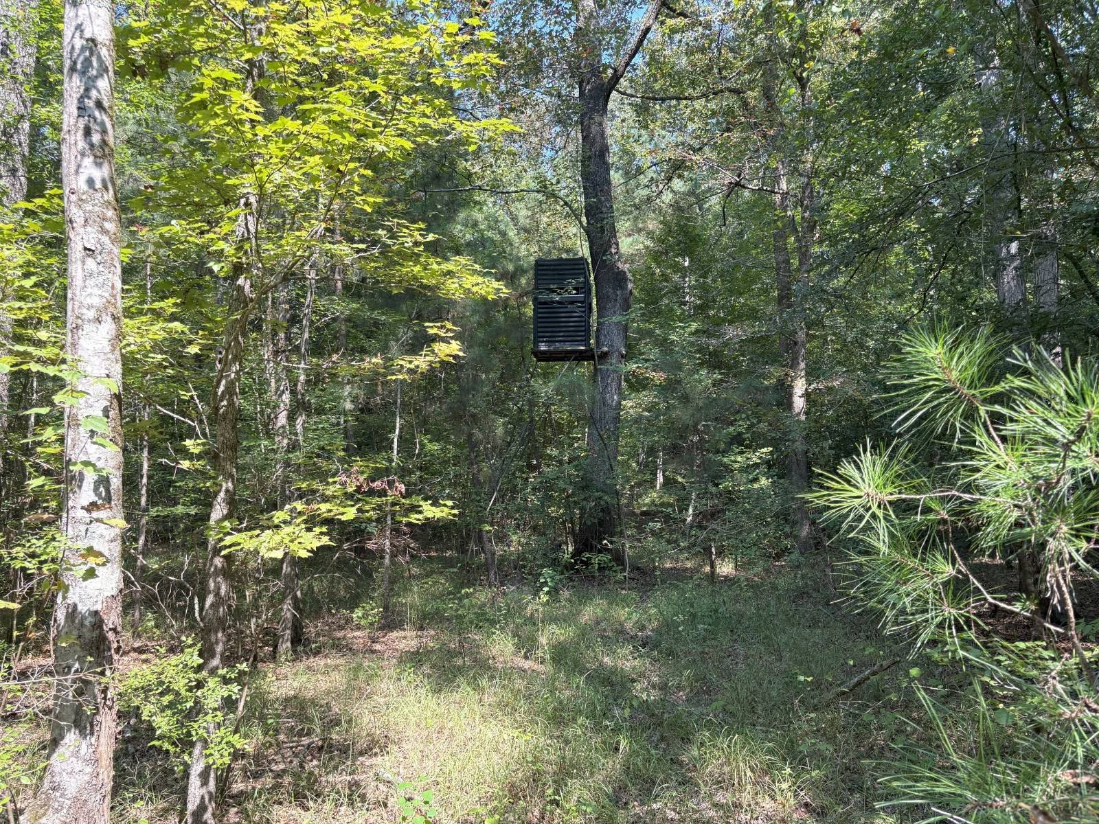 20 Acres Hunting Land Near Strong