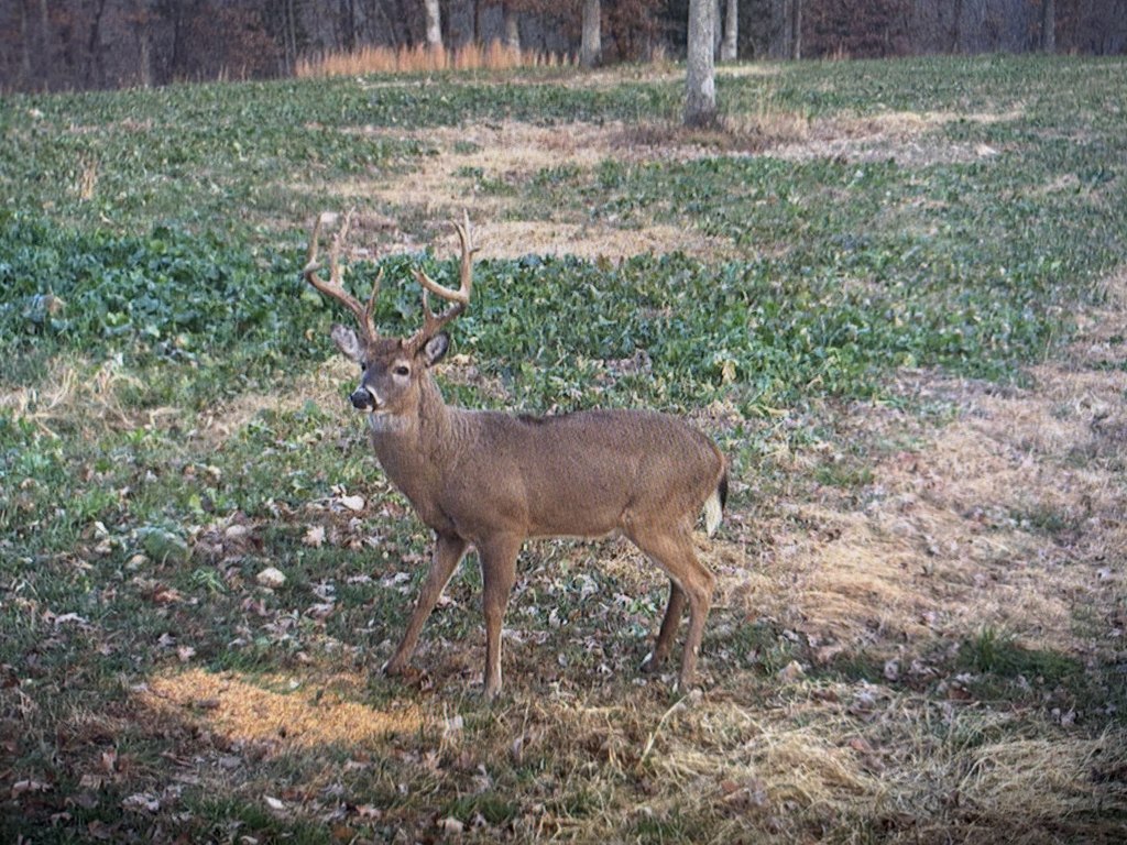 Picture 31