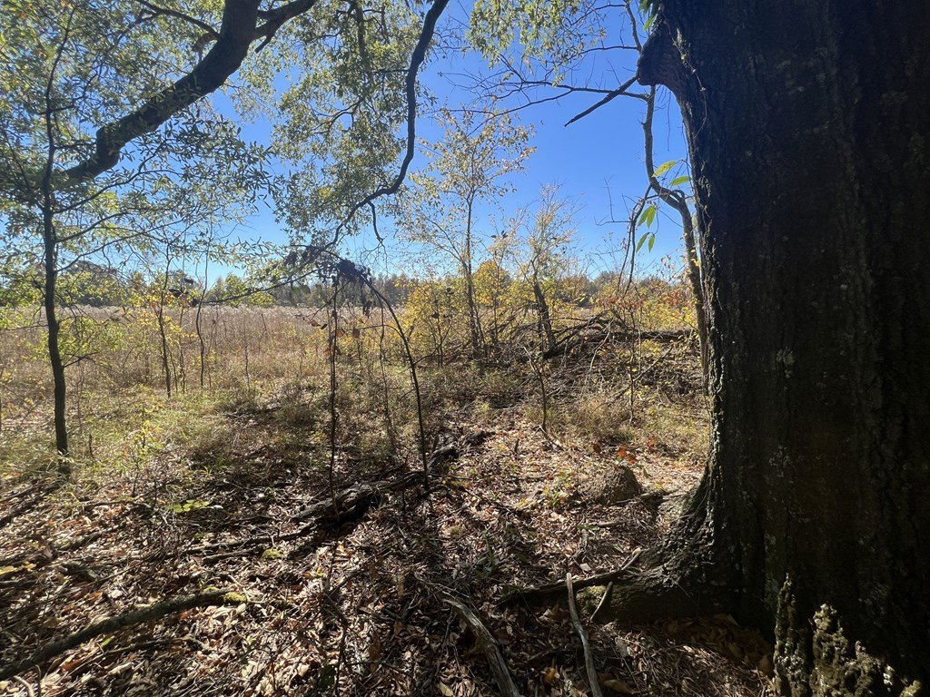 Picture 21
