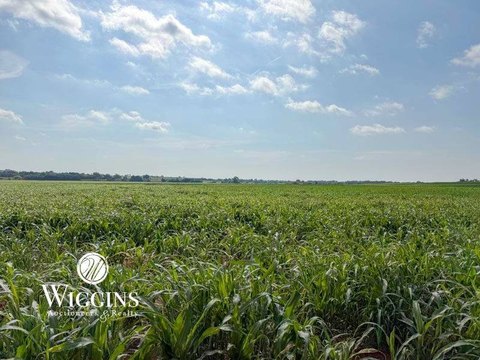 Productive Grain Farmland with Creek
