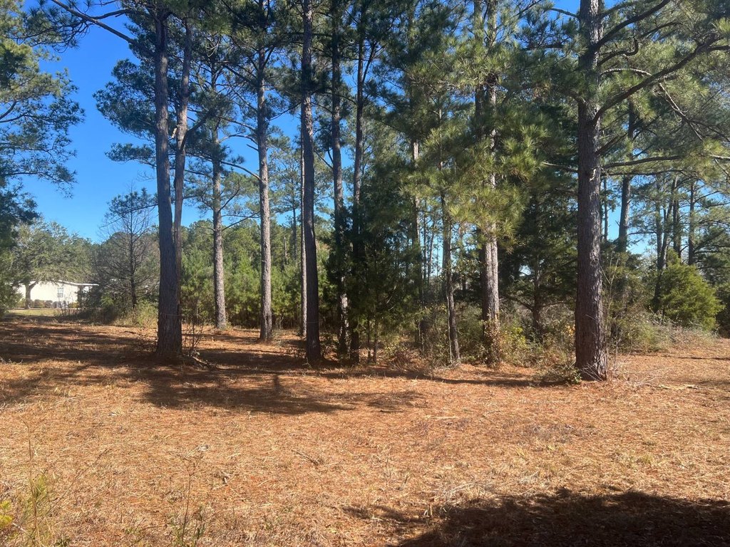 Picture 5