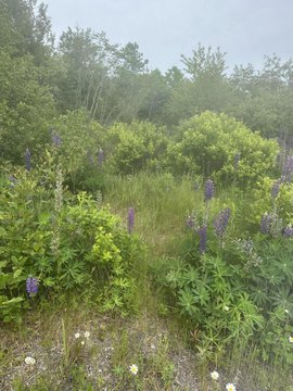 LAND - Machiasport, ME