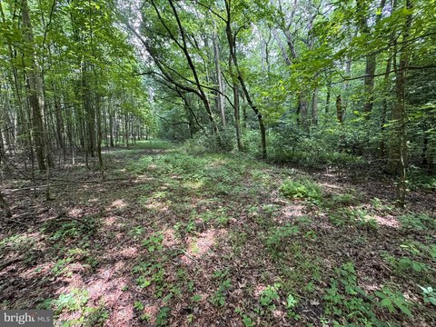 Secluded 5-Acre Building Lot