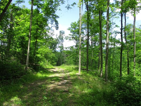 Wooded Recreational Land Tract
