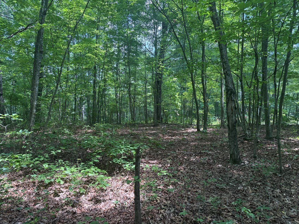 Picture 8