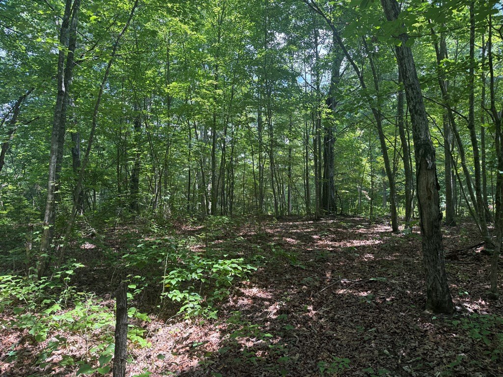 Picture 4