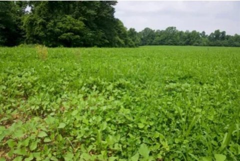 Hunting Land with Ponds and Timber