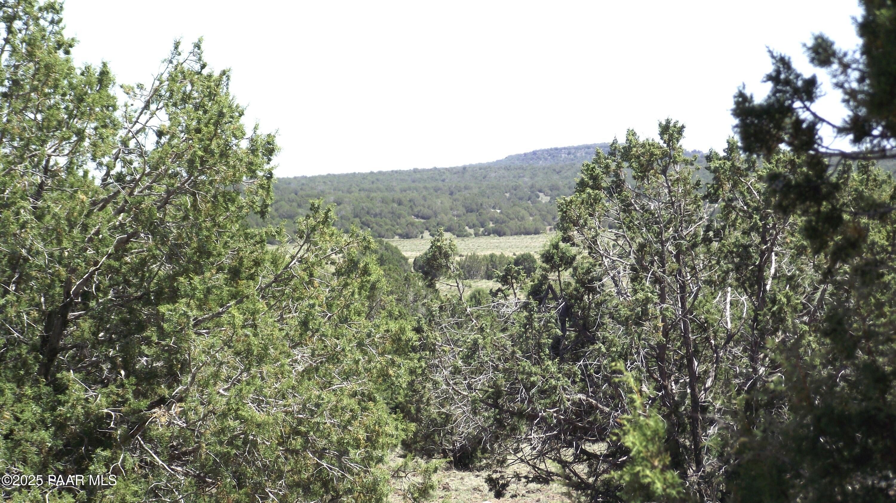Heavily Treed Land Parcel