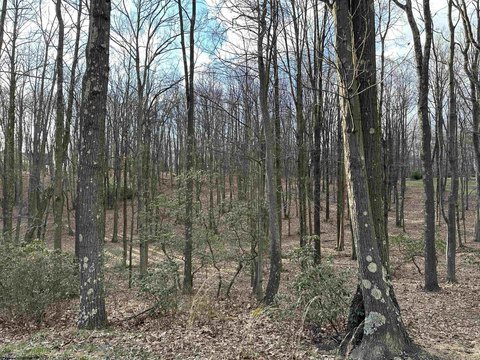 Residential Land in Morgantown, WV