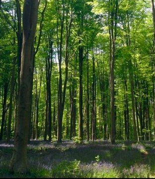 Easton, MA Homesite Opportunity