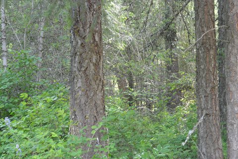 LAND - CHEWELAH, WA