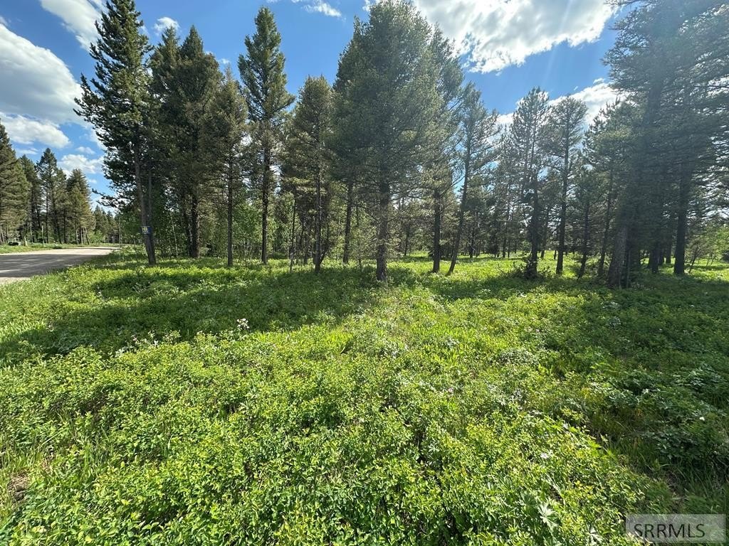 Land Backing Targhee National Forest