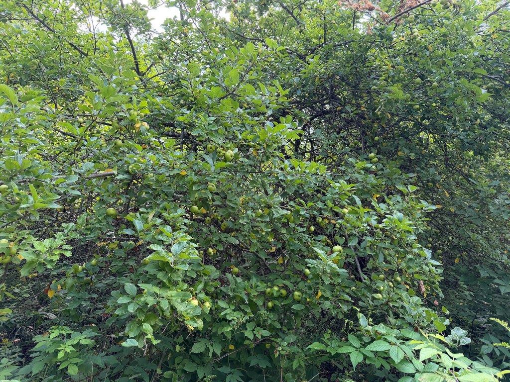 Picture 11