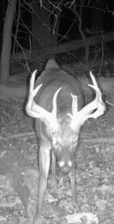 Picture 12