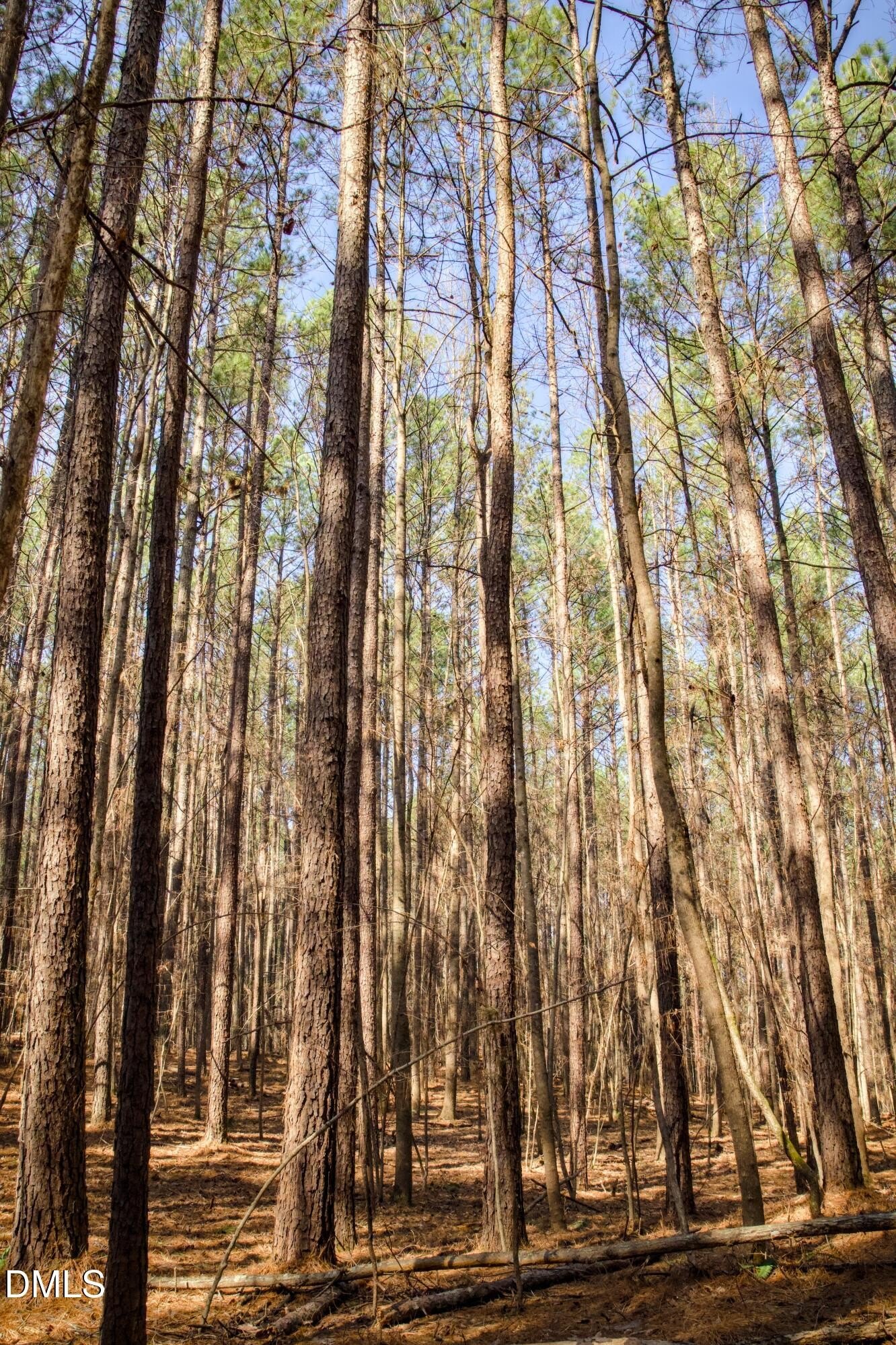 Forested Lot in Chapel Hill