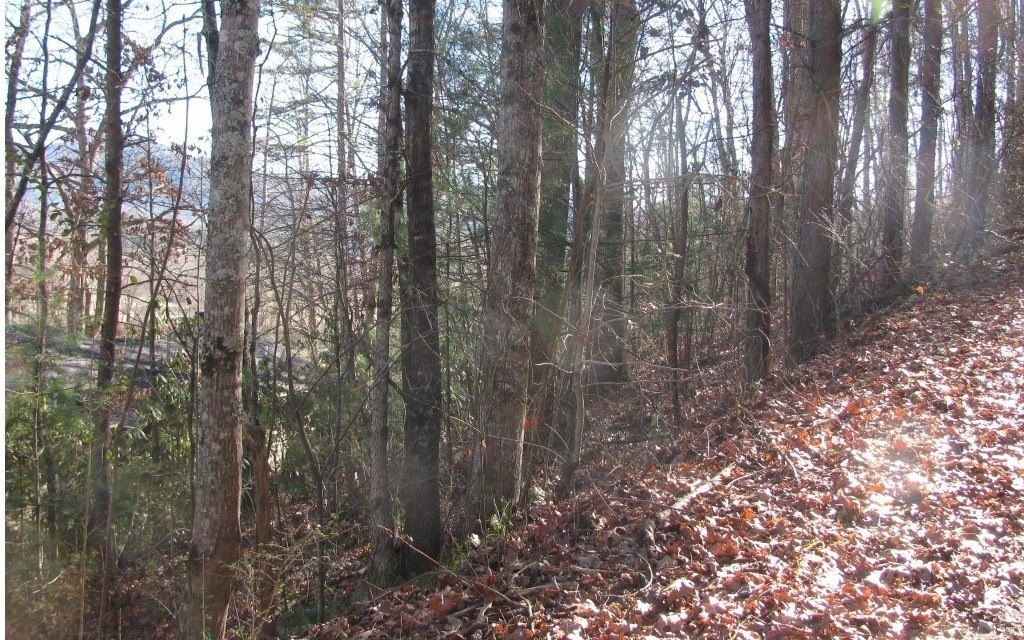 Picture 5