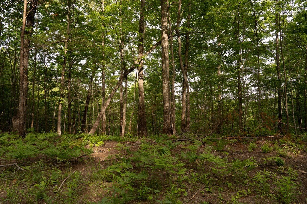 Picture 39