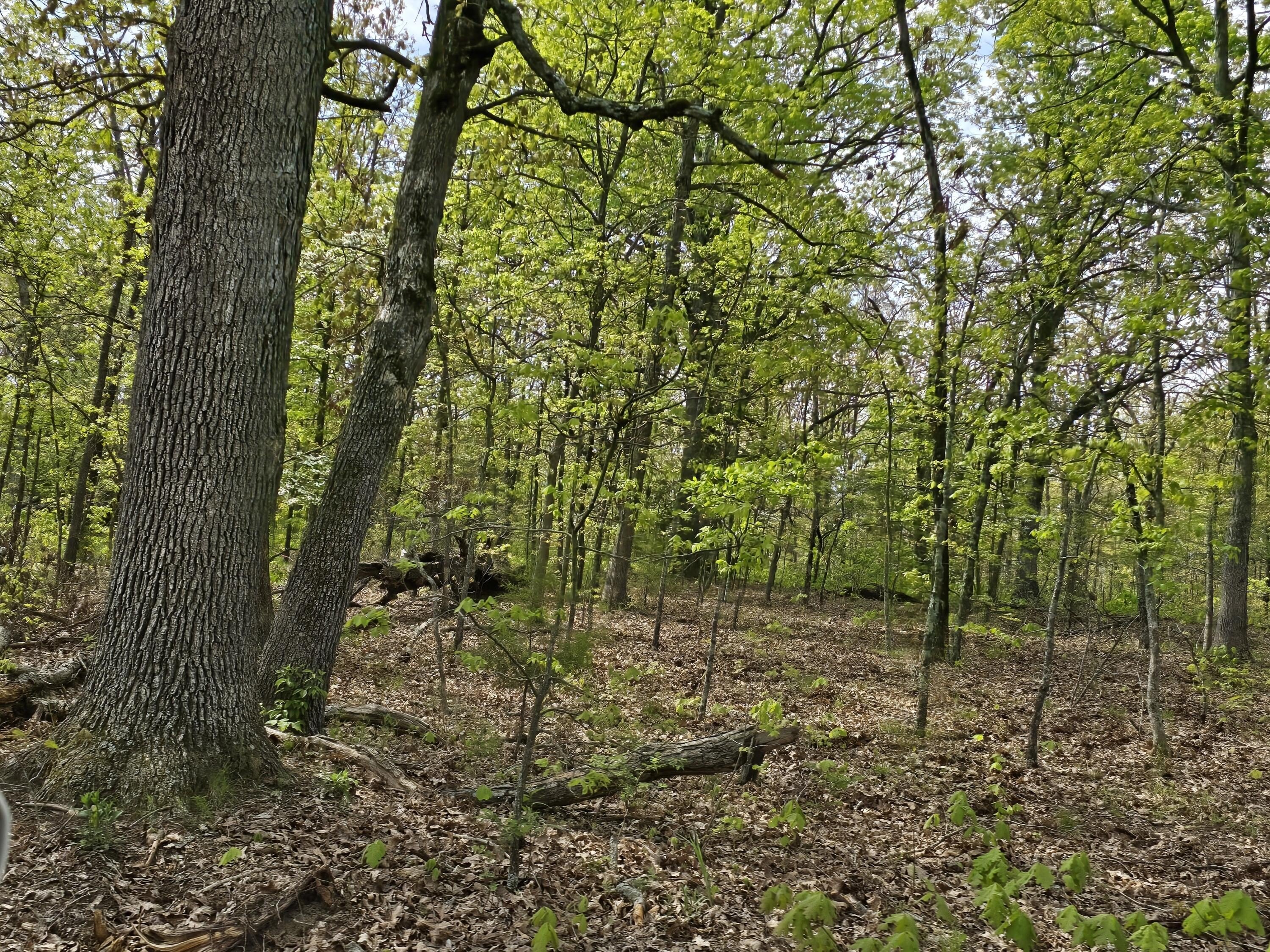 Wooded Corner Lot for Sale