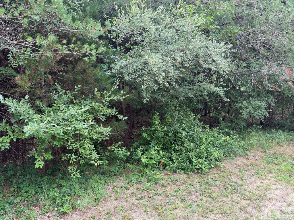 Picture 8