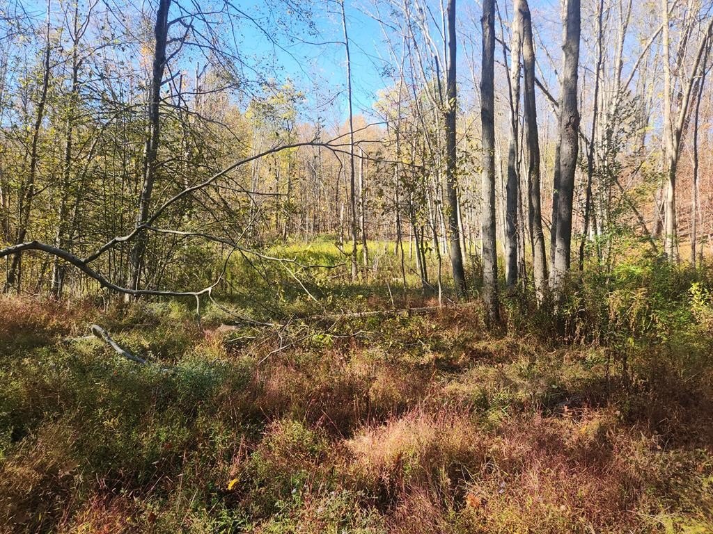 33.8 Acres Wooded Land Parcel