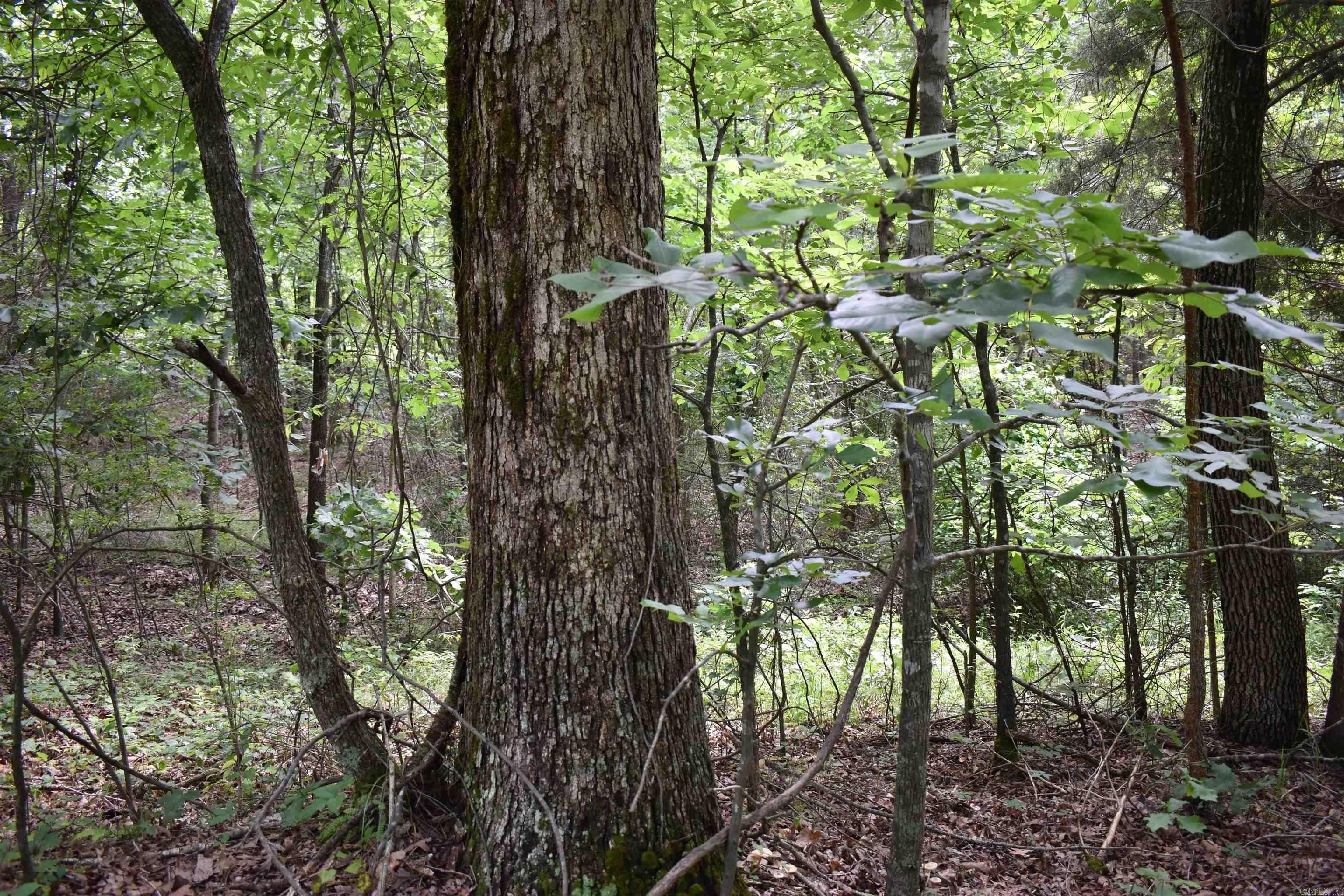 80 Acres Near Harrisburg, AR