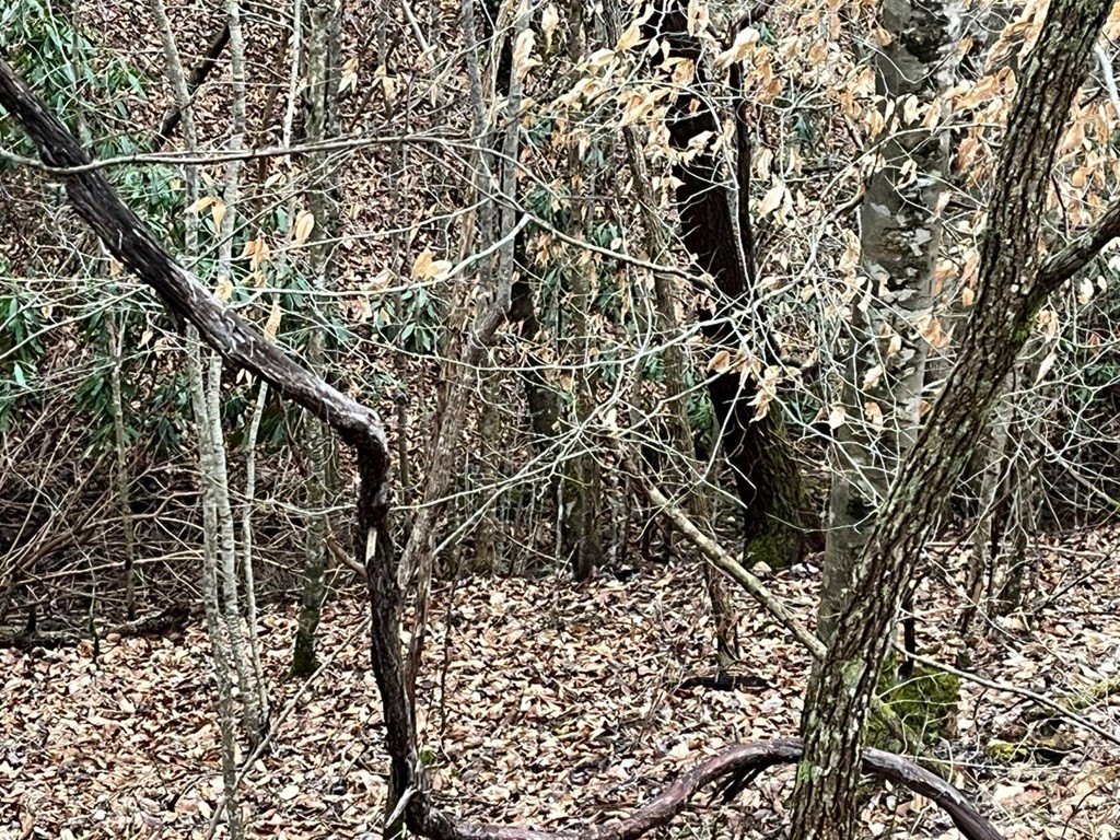Picture 62