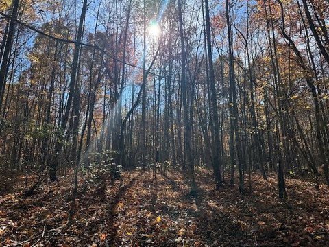 Secluded Wooded Land in Wilder, TN
