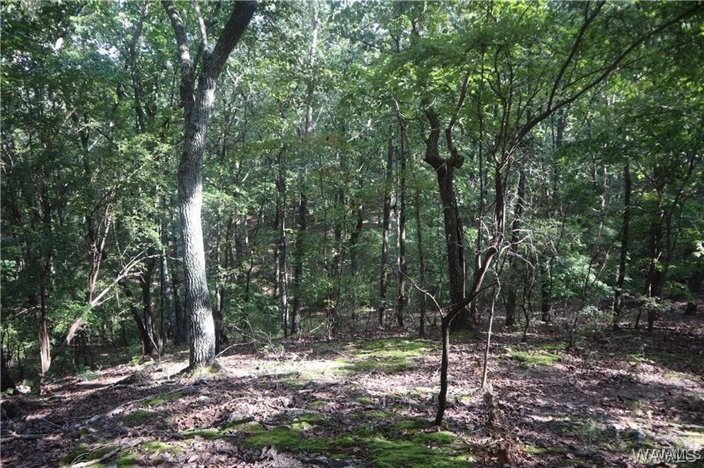 26.5 Acres of Hunting Land