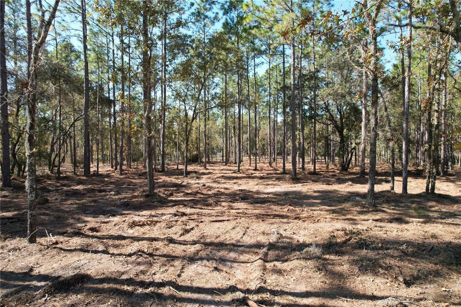 Cleared Land Near Gainesville