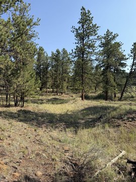 Vacant Land, Westcliffe, CO