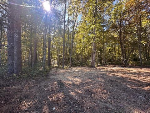 Allardt, TN Wooded Land Tract
